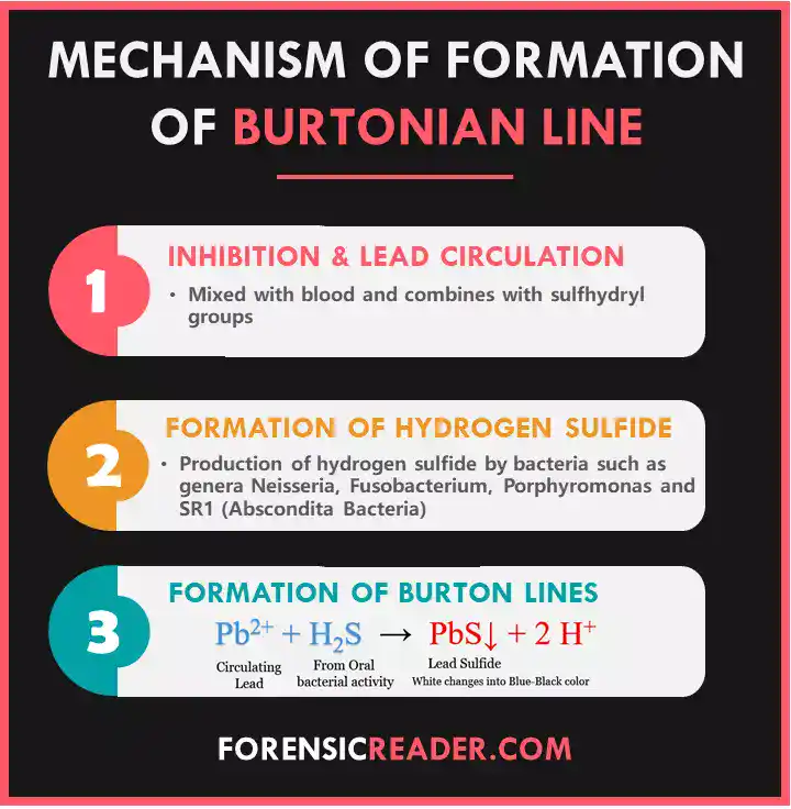 Mechanism of Formation of Burtonian lines