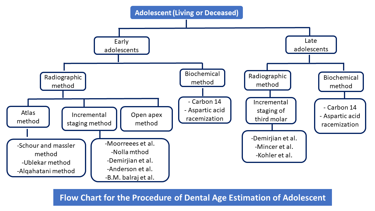 Flow Chart for the Procedure of Dental Age Estimation of Adolescents 