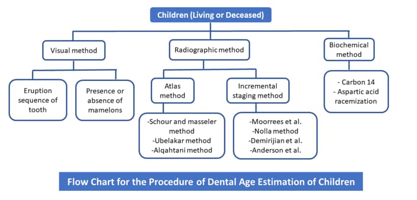 Flow Chart for the Procedure of Dental Age Estimation of Children