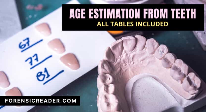 Dental Age Estimation From Teeth: All Tables Included