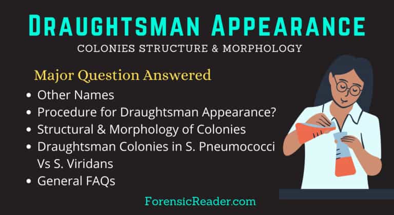 Draughtsman Appearance of Colonies