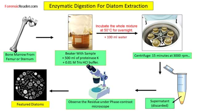 Enzymatic Digestion Extraction For Diatoms
