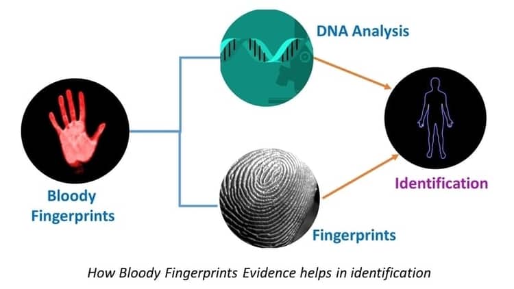 Bloody fingerprint is a physical biological direct evidence