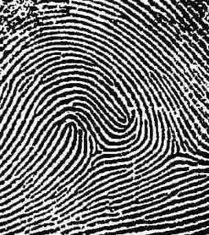 Types of Fingerprints: History and Images Included