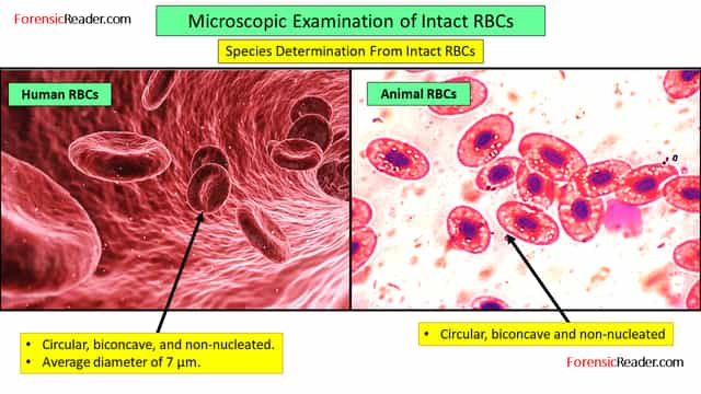 Microscopic Examination of Intact RBCs for species identification