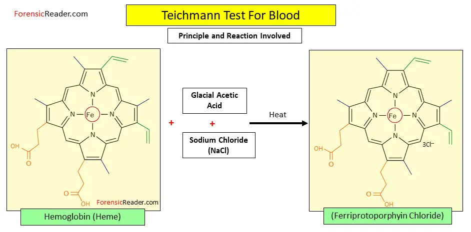Principle of Teichmann Crystal Test