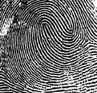 Types of Fingerprints: History and Images Included