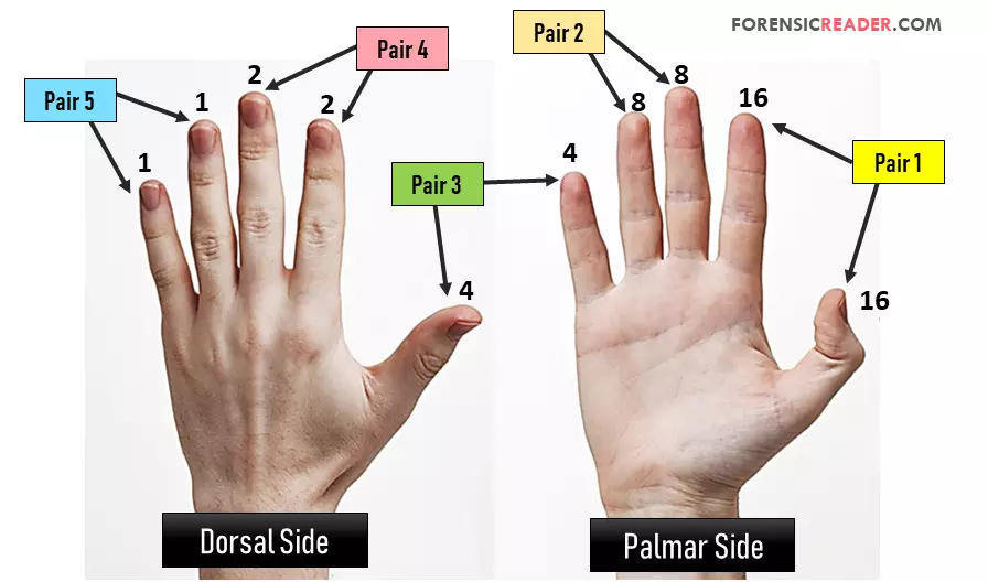 Finger Pairs in Primary Classification System