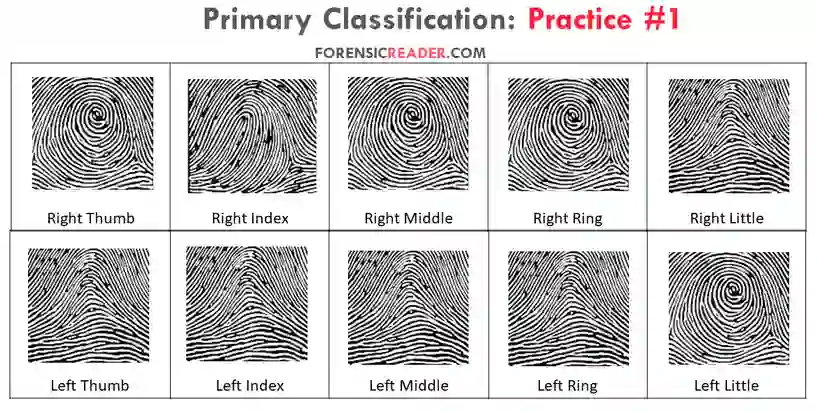 Primary Classification of Fingerprint Worksheet