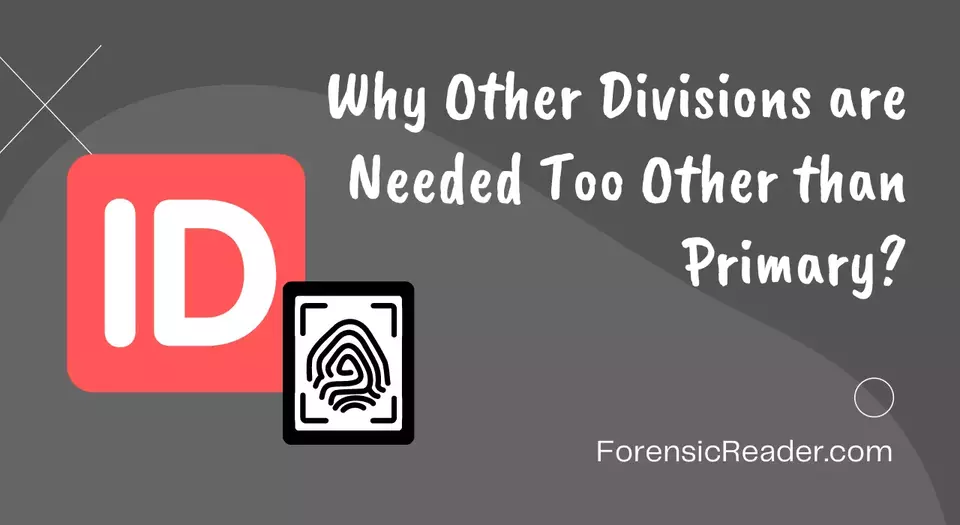 Why Other Divisions are Needed Too Other than Primary
