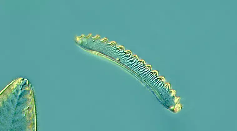 eunotia species of diatoms found in reel danger case