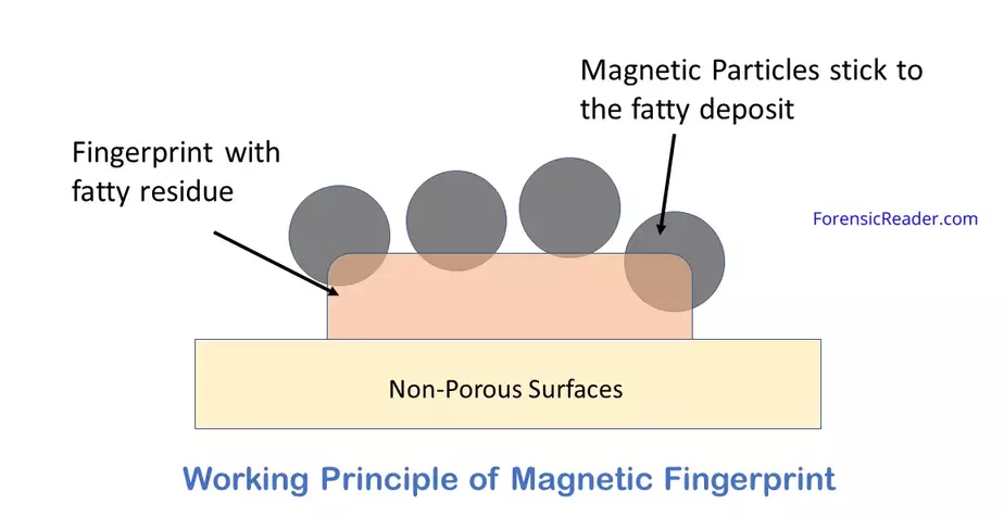 Working Principle of Magnetic Powders in fingerprint development