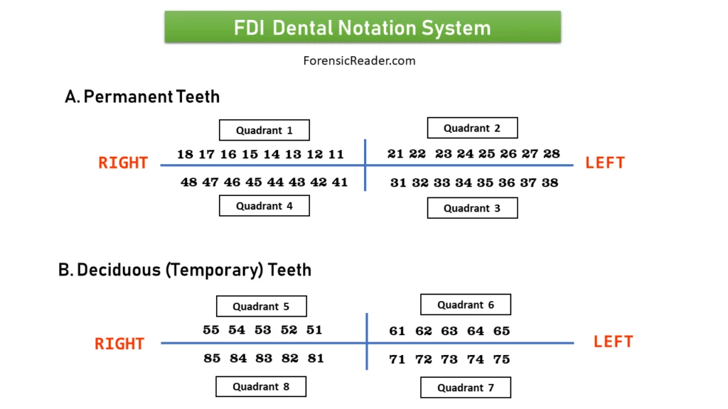 FDI Dental Notation and Numbering System
