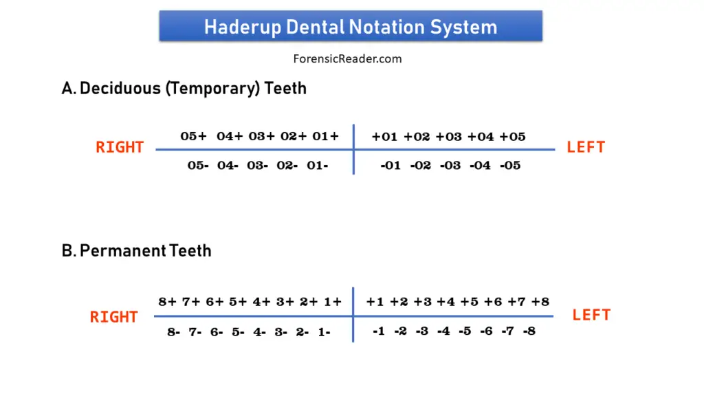 Haderup Tooth Numbering System