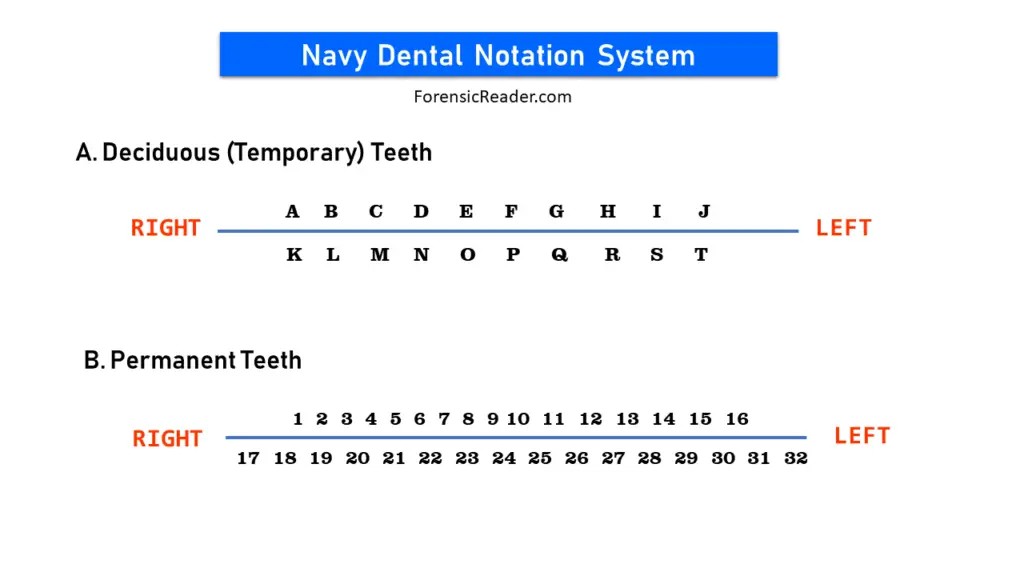 Navy Dental Notation System (Modified of Universal)