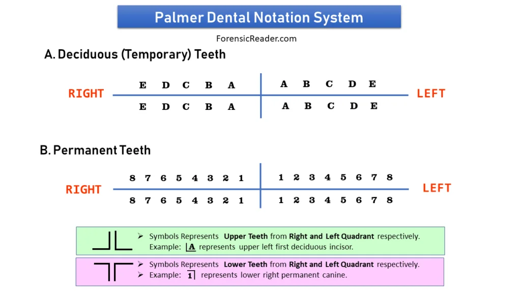 Palmer Dental Notation System