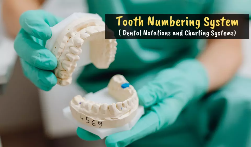 Types of Tooth Numbering System Dental Notations and Charting
