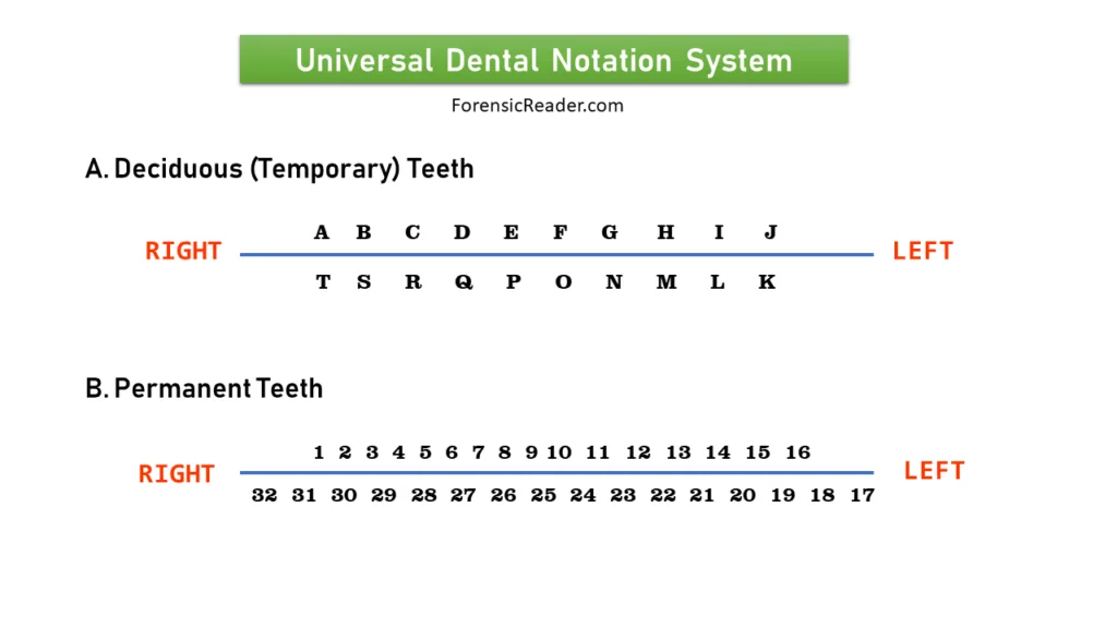 Universal Tooth Numbering System by Cunningham