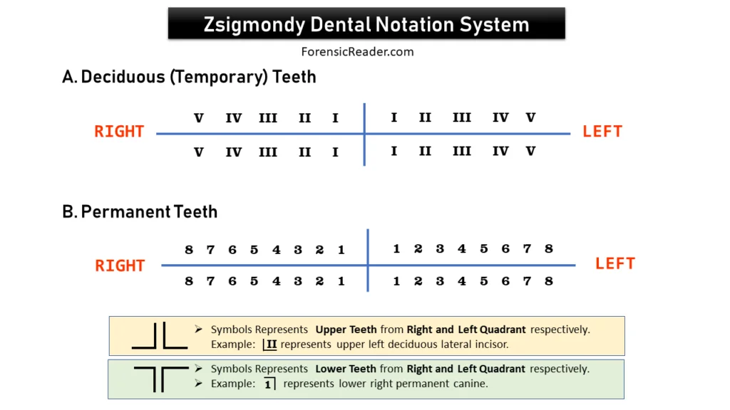 Zsigmondy Tooth Numbering System