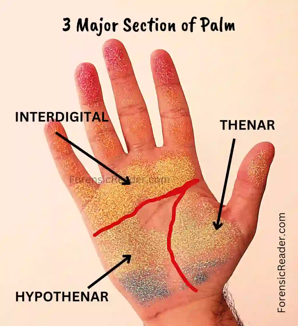 3 main palmer areas used in Liverpool palmprint classification
