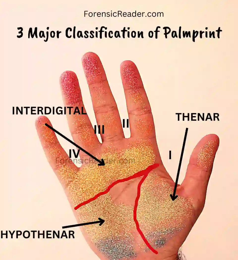 Classification of Palm Print Area