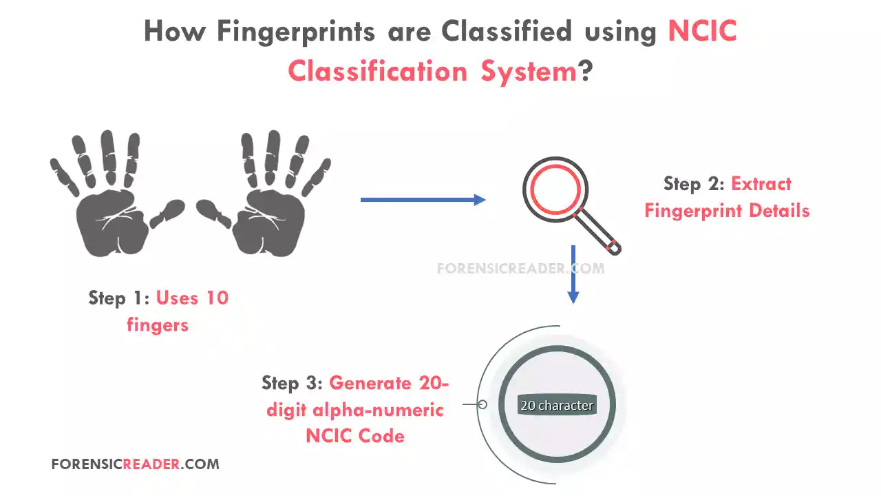 How Fingerprints are Classified using NCIC Classification System