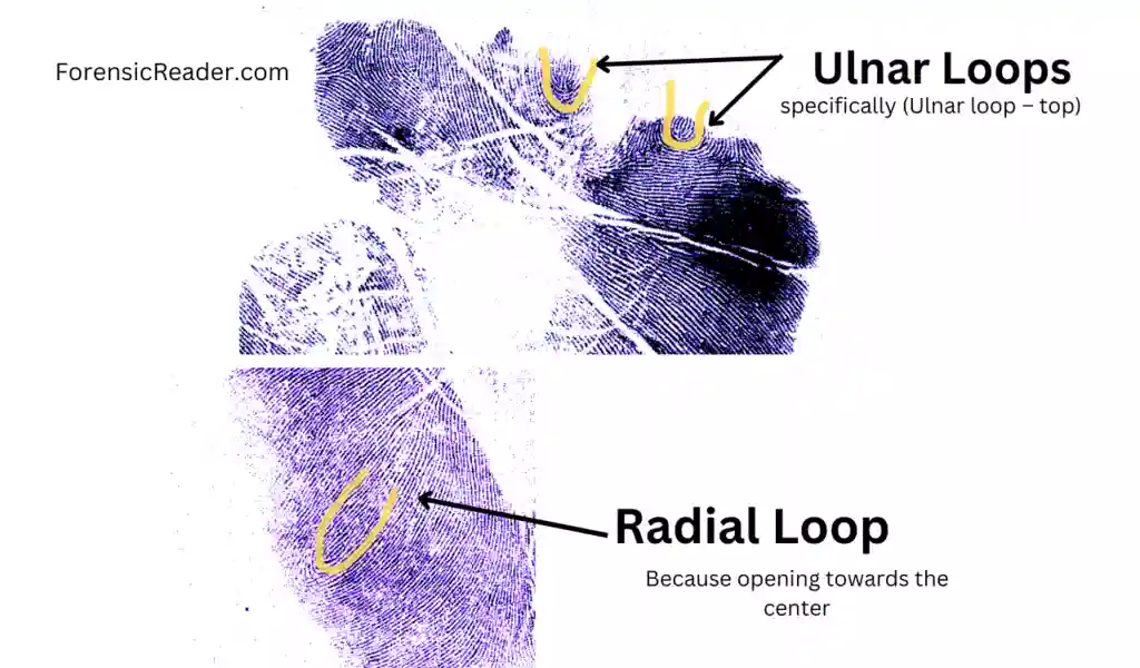 raidal ulnar and proximal loop in palmprint