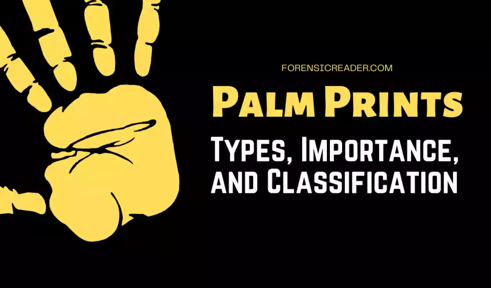 Palmprint in Forensics: Types, Importance and Classification