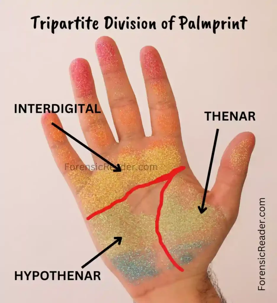 Tripartite Division of Palm Print