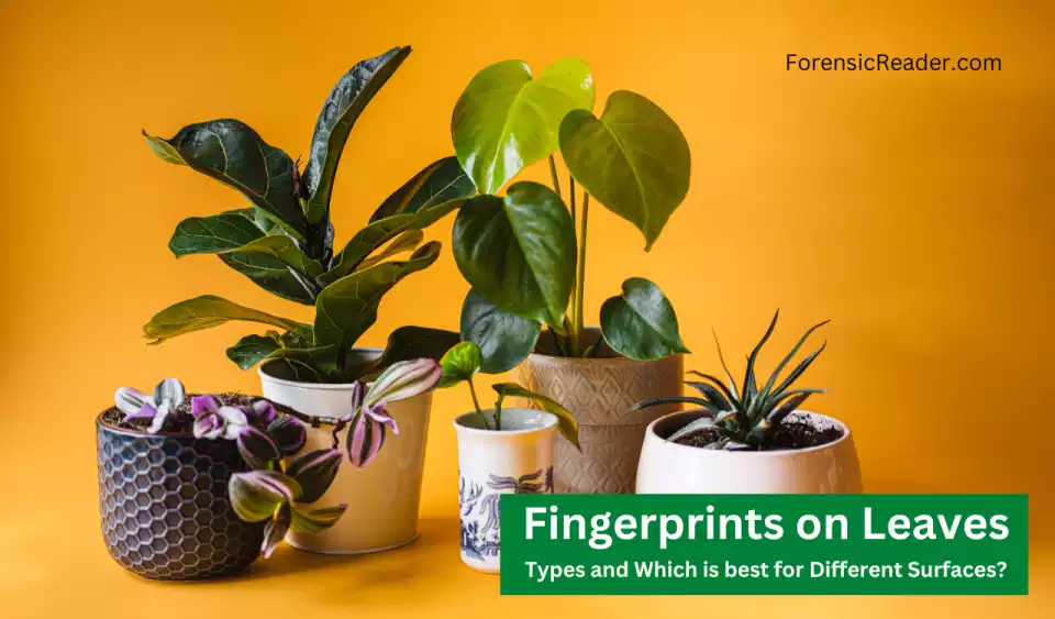 Fingerprints on Plant Leaves: How to Find and Develop them?