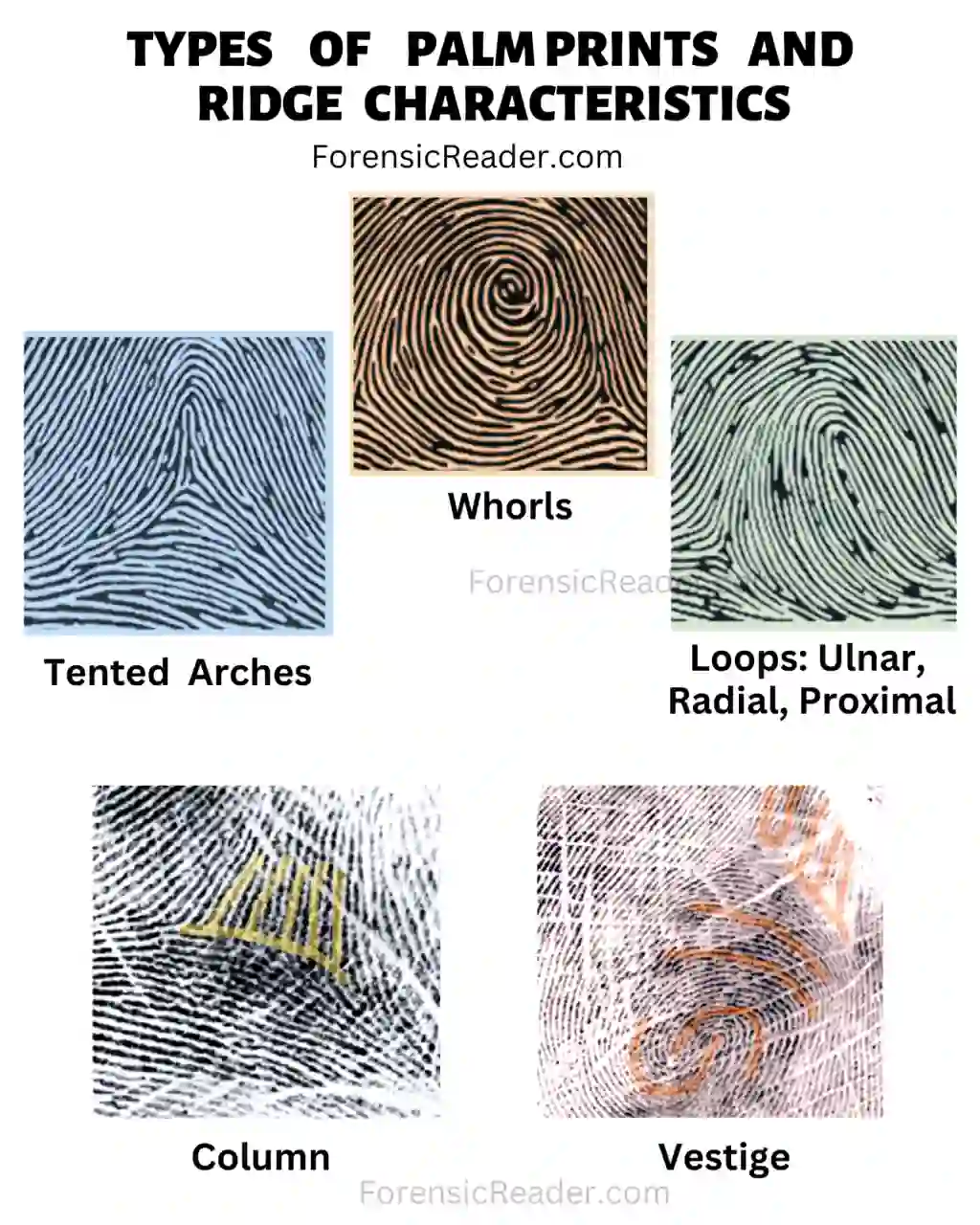 Types of Palm Prints Patterns and Ridge Characteristics