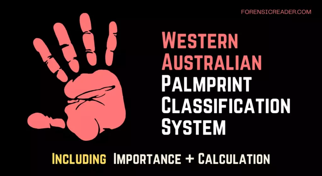 Western Australian Palmprint Classification System and Subdivisions
