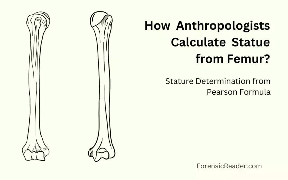 How do Anthropologists Calculate the Statue of Victim to be 6ft from Femur