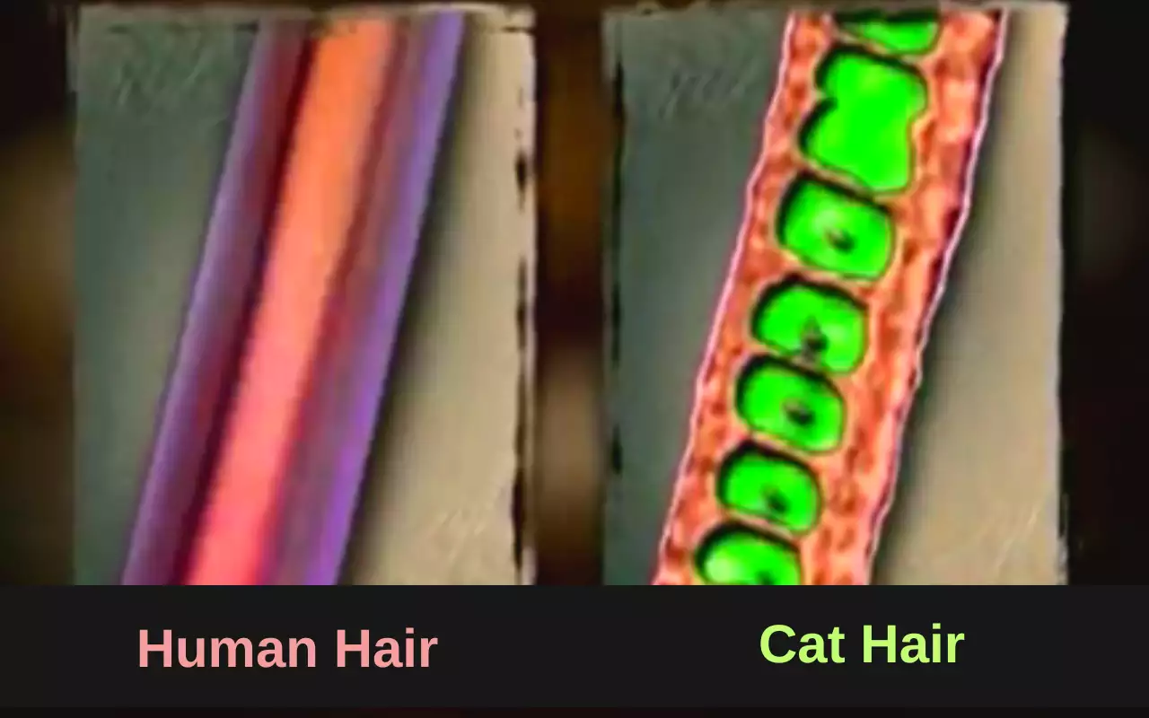 human hair vs hair of cat animals
