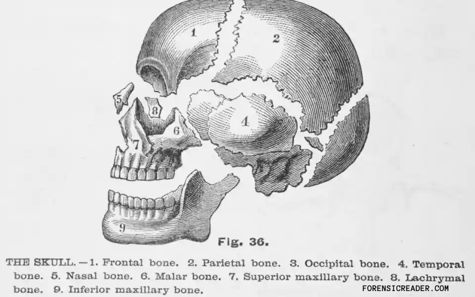 Forensic Anthropology a branch of forensic science