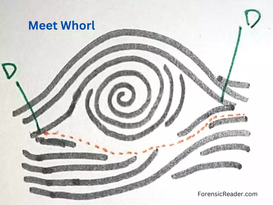 Meeting or Meet Whorl in Ridge traced line