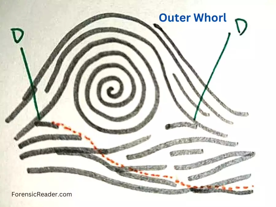Outer Whorl O in Ridge tracing