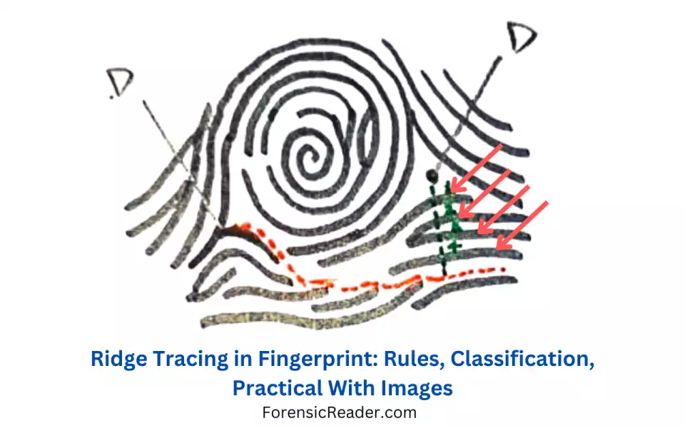 Ridge Tracing in Whorl Fingerprint: Rules, Classification, Practical With Images