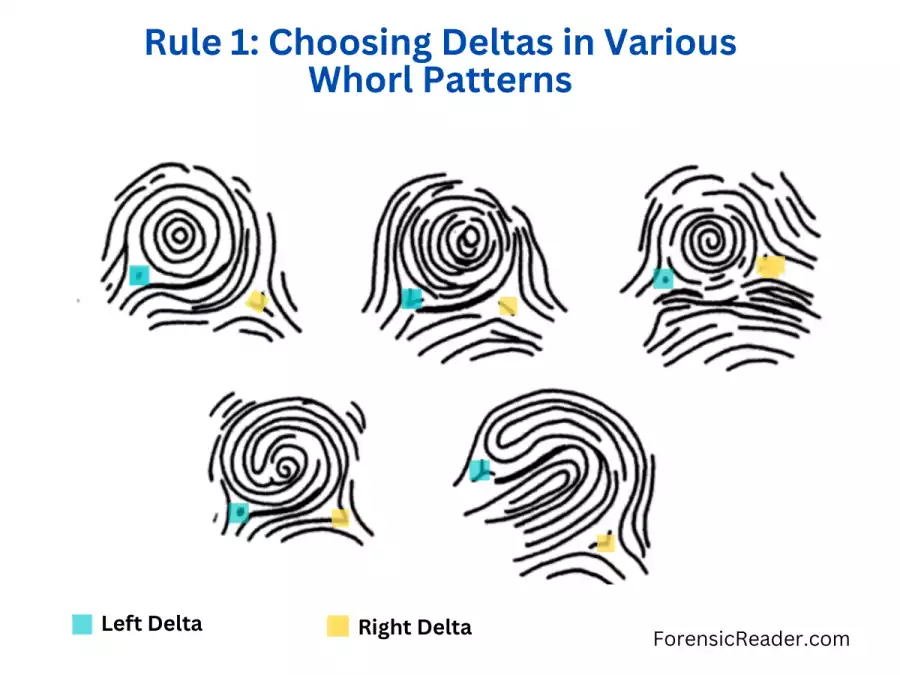 Rule 1 Choosing Deltas for ridge tracing in various types of whorl fingerprint pattern