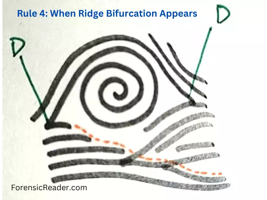 Rule 4 When Ridge Bifurcation Appears