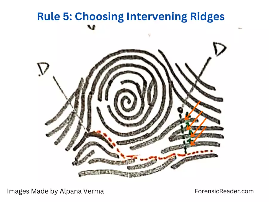 Rule 5 Choosing Intervening Ridges for fingerprint tracing
