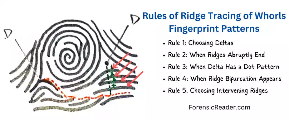 Rules of Ridge Tracing of Whorls Fingerprint Patterns