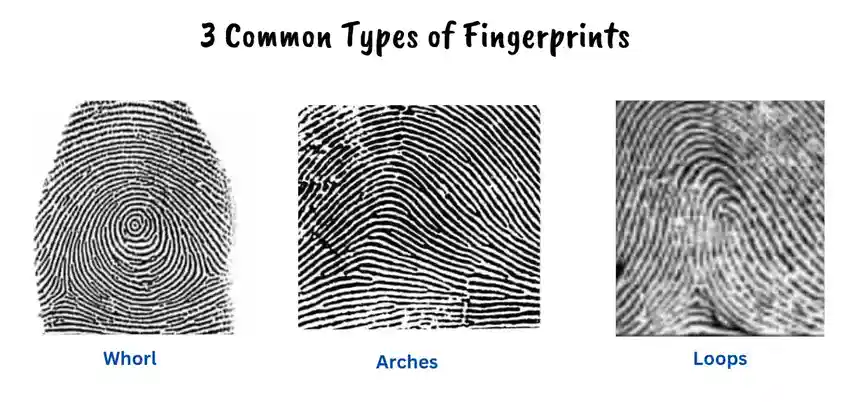 Classify Fingerprint Pattern in school activity 