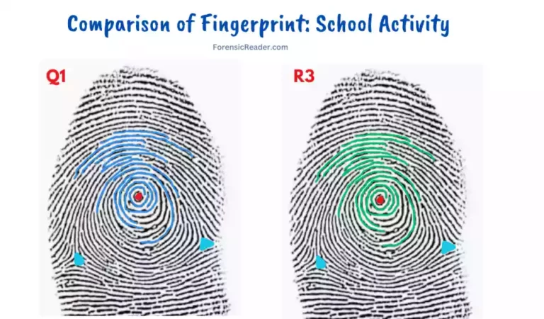 Comparing Fingerprints At School A Fun Activity for Students and Teachers
