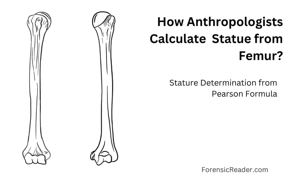 How Anthropologist Calculate the Stature of Skeletal Remains of Scarlett from Femur