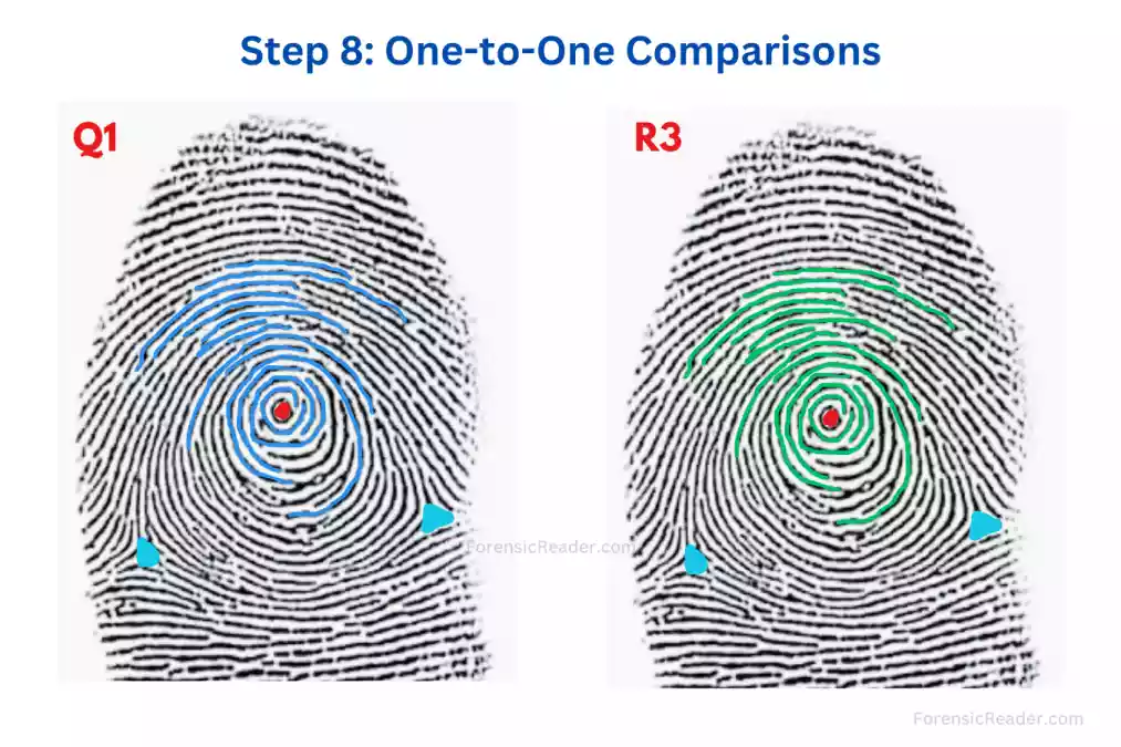 step 8 of fingerprint activity One-to-One Comparisons of Fingerprints