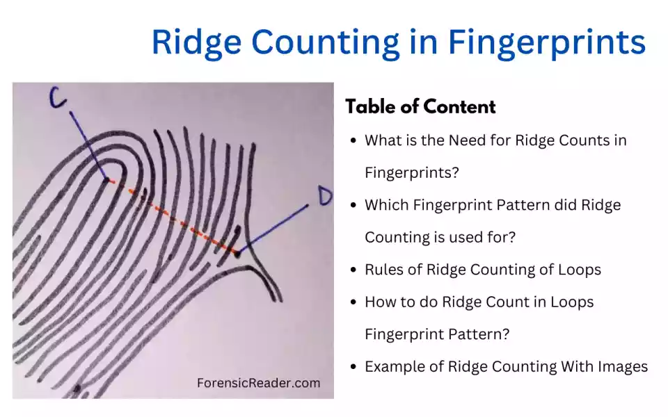 Ridge Counting in Fingerprints Rules, Need Calculation With Images