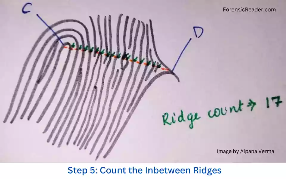 Ridge count of this example comes to be 17
