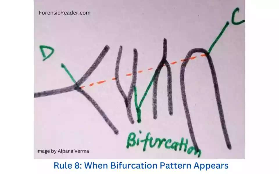 Rule 8 When Bifurcation Pattern Appears in loops and their ridge counting value