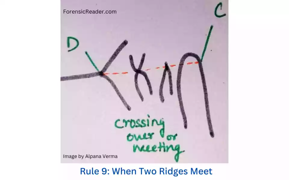 Rule 9 When Two Ridges Meet in fingerprint pattern